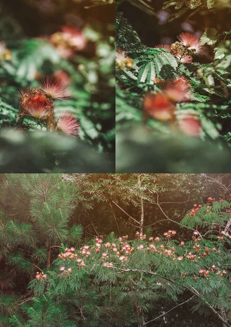 watermelon! more photos in the GREY MOSS journal! https://greymoss.com/watermelon-wednesday