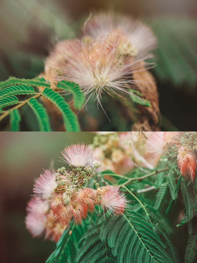 watermelon! more photos in the GREY MOSS journal! https://greymoss.com/watermelon-wednesday