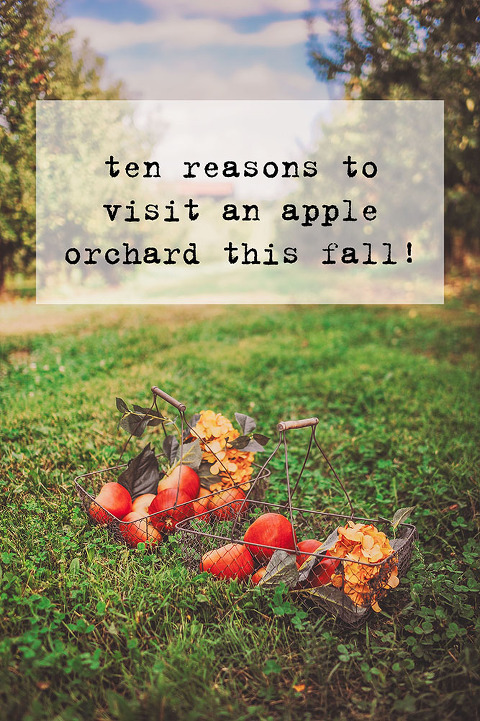 GREY MOSS : apple picking at evans orchard! more photos in the journal! https://greymoss.com/apple_picking_at_evans_orchard