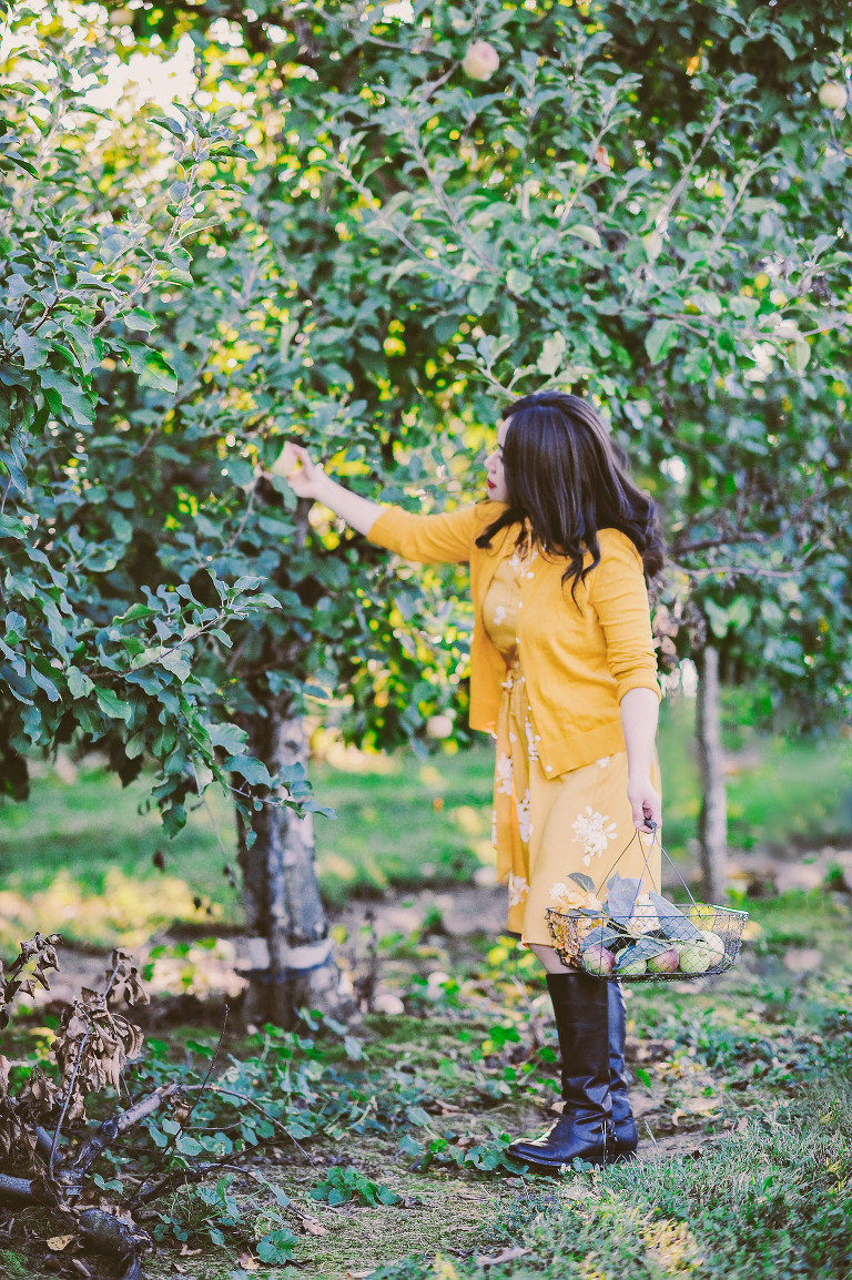 GREY MOSS : apple picking at evans orchard! more photos in the journal! https://greymoss.com/apple_picking_at_evans_orchard