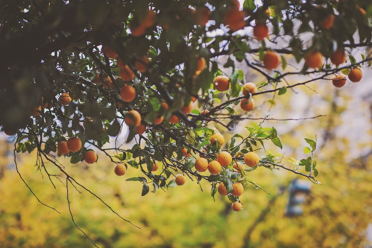 GREY MOSS : christmas in rome! more photos in the journal! https://greymoss.com/christmas-in-rome-part-two/