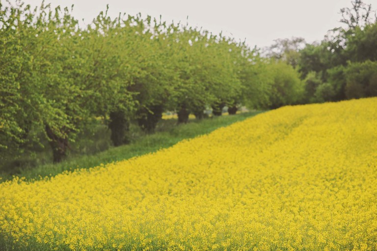 GREY MOSS : yellow wildflowers at la rotonda! more photos in the journal! https://greymoss.com/yellow-wildflowers-at-la-rotonda/
