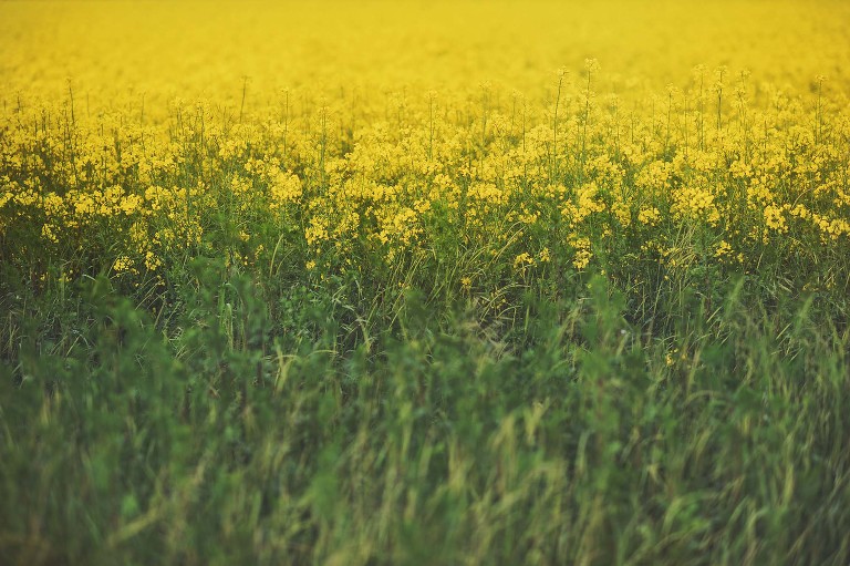 GREY MOSS : yellow wildflowers at la rotonda! more photos in the journal! https://greymoss.com/yellow-wildflowers-at-la-rotonda/