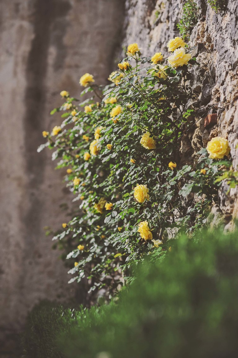 GREY MOSS : yellow wildflowers at la rotonda! more photos in the journal! https://greymoss.com/yellow-wildflowers-at-la-rotonda/