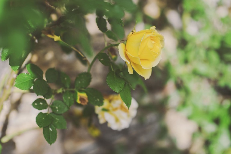 GREY MOSS : yellow wildflowers at la rotonda! more photos in the journal! https://greymoss.com/yellow-wildflowers-at-la-rotonda/