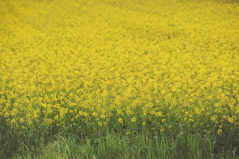 GREY MOSS : yellow wildflowers at la rotonda! more photos in the journal! https://greymoss.com/yellow-wildflowers-at-la-rotonda/