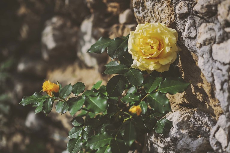 GREY MOSS : yellow wildflowers at la rotonda! more photos in the journal! https://greymoss.com/yellow-wildflowers-at-la-rotonda/