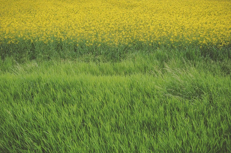 GREY MOSS : yellow wildflowers at la rotonda! more photos in the journal! https://greymoss.com/yellow-wildflowers-at-la-rotonda/