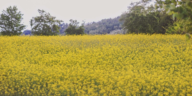 GREY MOSS : yellow wildflowers at la rotonda! more photos in the journal! https://greymoss.com/yellow-wildflowers-at-la-rotonda/