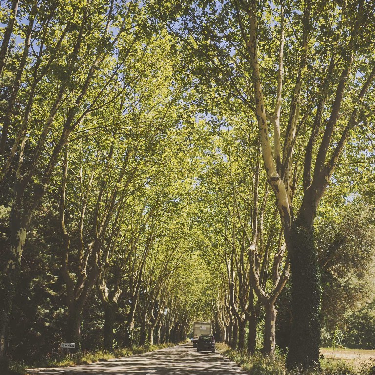GREY MOSS : summer in provence! more photos in the journal! https://greymoss.com/summer-in-provence-part-three