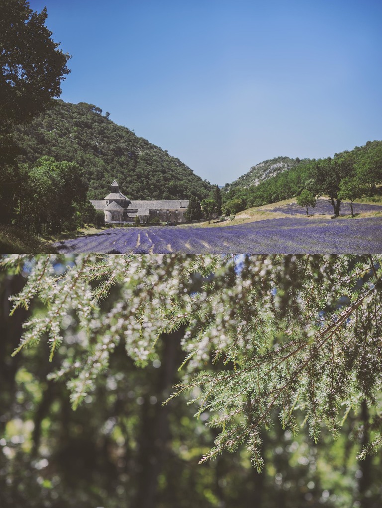 GREY MOSS : summer in provence! more photos in the journal! https://greymoss.com/summer-in-provence-part-two