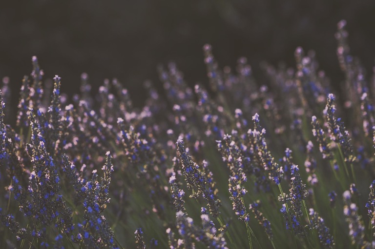 GREY MOSS : summer in provence! more photos in the journal! https://greymoss.com/summer-in-provence-part-two