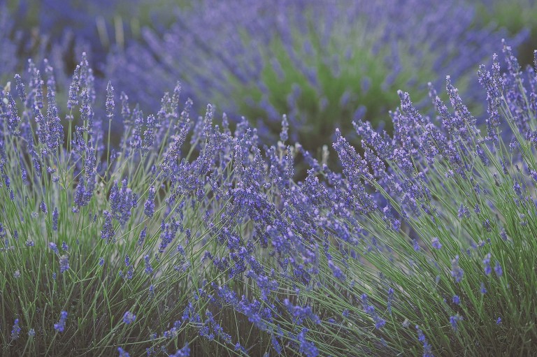 GREY MOSS : summer in provence! more photos in the journal! https://greymoss.com/summer-in-provence-part-two