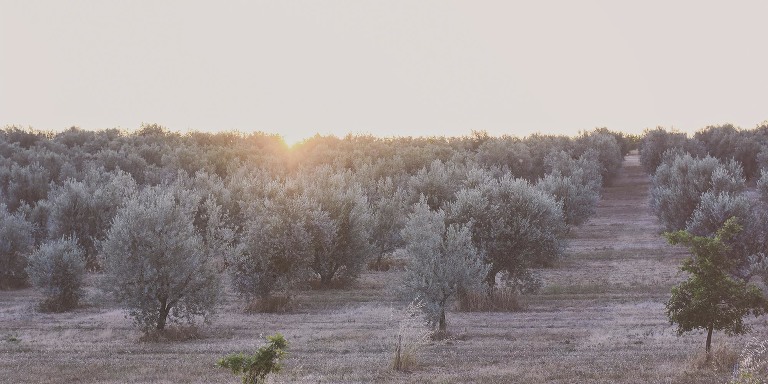 GREY MOSS : summer in provence! more photos in the journal! https://greymoss.com/summer-in-provence-part-two