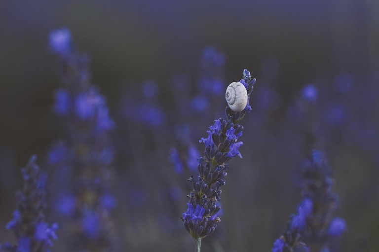 GREY MOSS : summer in provence! more photos in the journal! https://greymoss.com/summer-in-provence-part-two