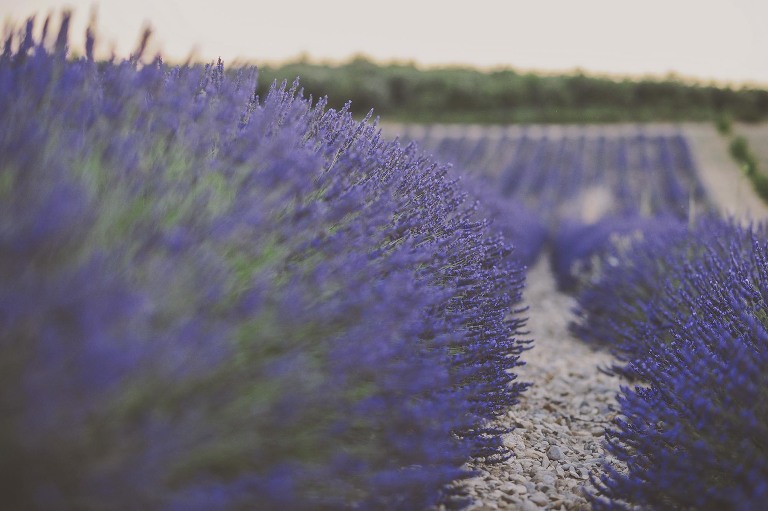 GREY MOSS : summer in provence! more photos in the journal! https://greymoss.com/summer-in-provence-part-two