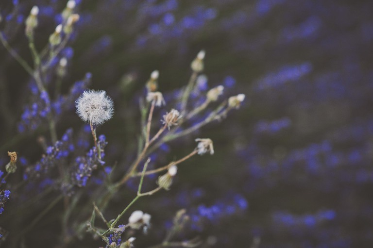 GREY MOSS : summer in provence! more photos in the journal! https://greymoss.com/summer-in-provence-part-two