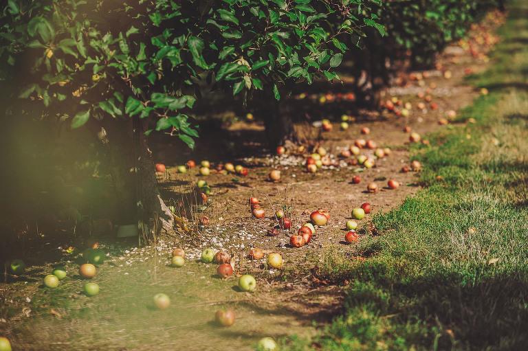 GREY MOSS : apple picking at evans orchard! more photos in the journal! https://greymoss.com/apple_picking_at_evans_orchard