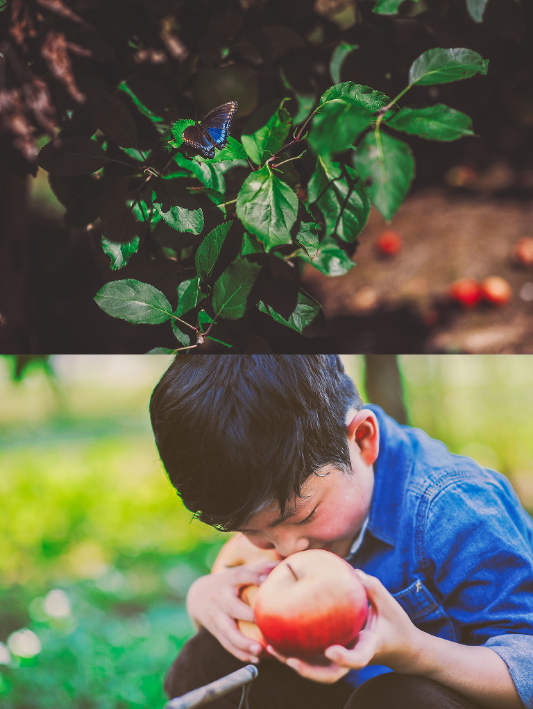 GREY MOSS : apple picking at evans orchard! more photos in the journal! https://greymoss.com/apple_picking_at_evans_orchard