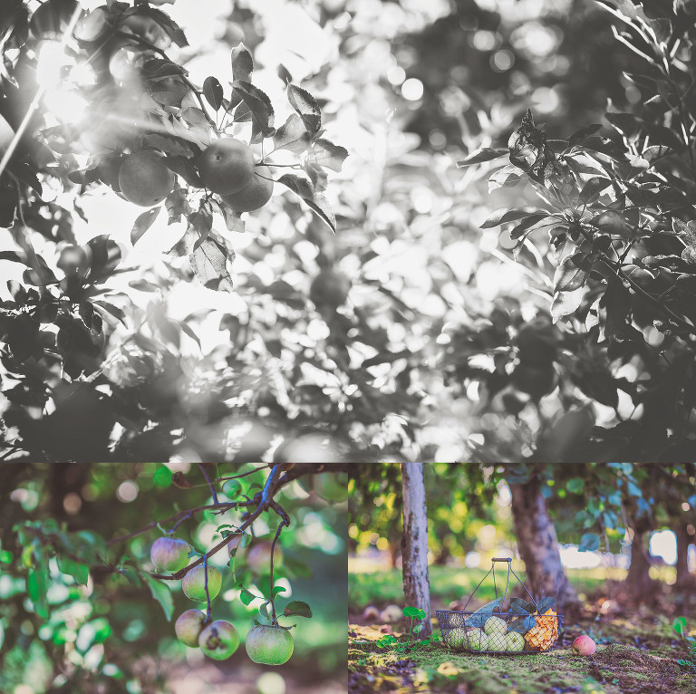 GREY MOSS : apple picking at evans orchard! more photos in the journal! https://greymoss.com/apple_picking_at_evans_orchard