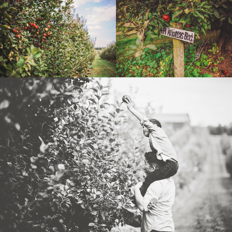 GREY MOSS : apple picking at evans orchard! more photos in the journal! https://greymoss.com/apple_picking_at_evans_orchard
