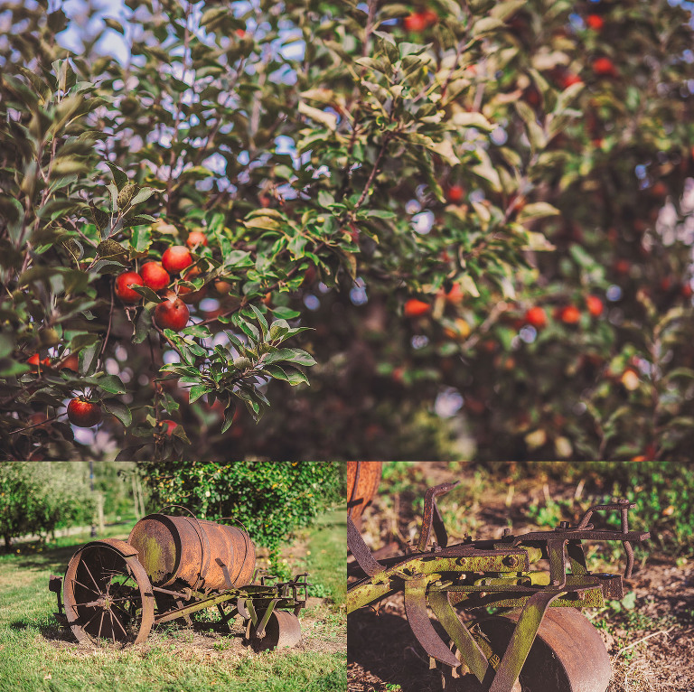 GREY MOSS : apple picking at evans orchard! more photos in the journal! https://greymoss.com/apple_picking_at_evans_orchard