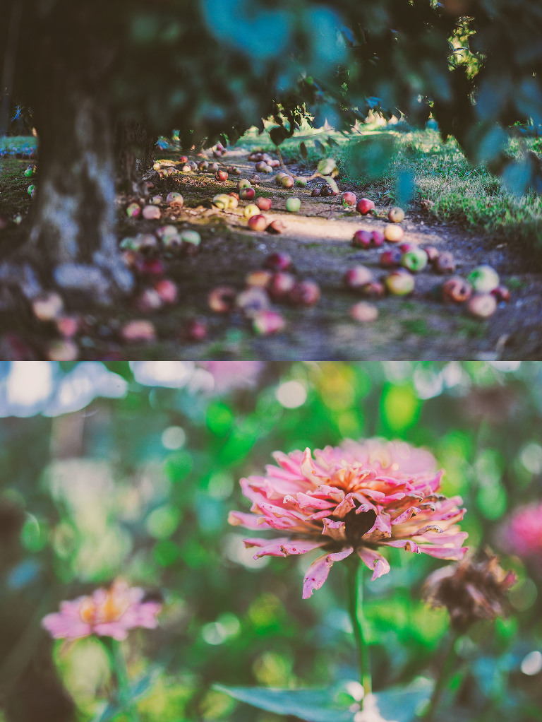 GREY MOSS : apple picking at evans orchard! more photos in the journal! https://greymoss.com/apple_picking_at_evans_orchard