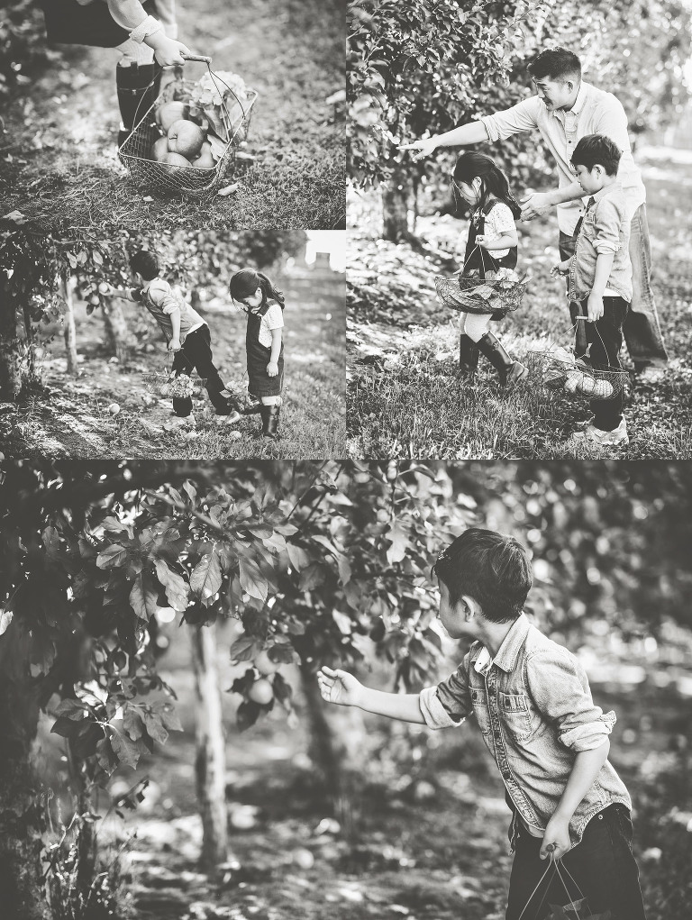 GREY MOSS : apple picking at evans orchard! more photos in the journal! https://greymoss.com/apple_picking_at_evans_orchard