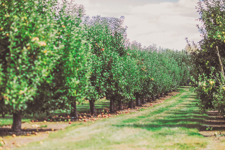 GREY MOSS : apple picking at evans orchard! more photos in the journal! https://greymoss.com/apple_picking_at_evans_orchard