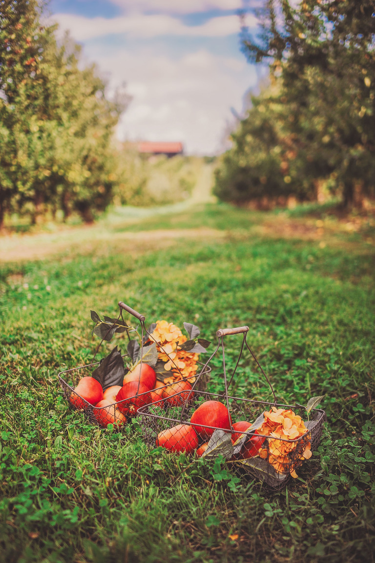 GREY MOSS : apple picking at evans orchard! more photos in the journal! https://greymoss.com/apple_picking_at_evans_orchard