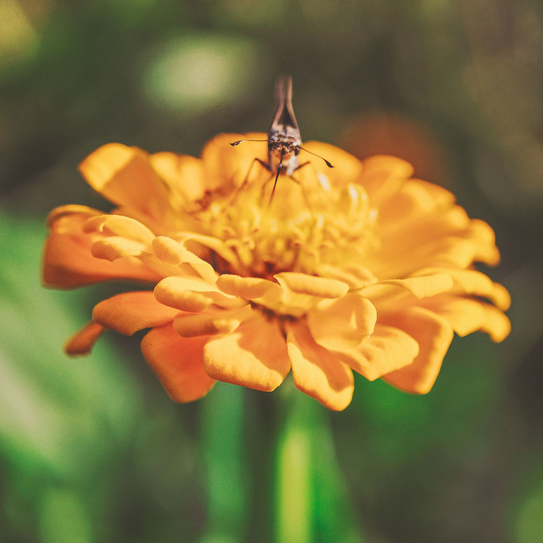 GREY MOSS : apple picking at evans orchard! more photos in the journal! https://greymoss.com/apple_picking_at_evans_orchard