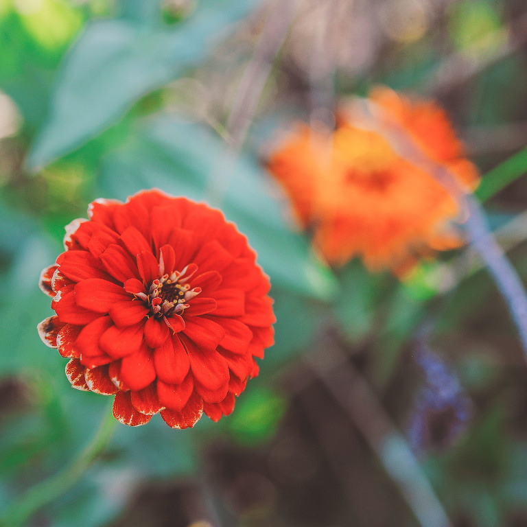 GREY MOSS : apple picking at evans orchard! more photos in the journal! https://greymoss.com/apple_picking_at_evans_orchard