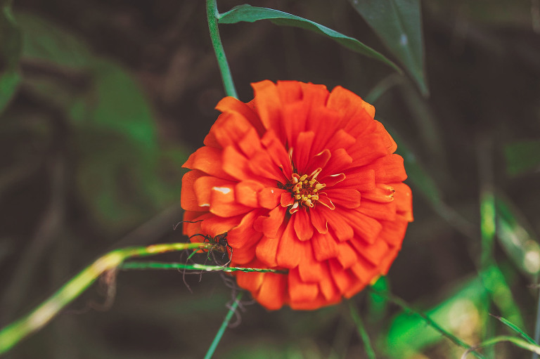 GREY MOSS : apple picking at evans orchard! more photos in the journal! https://greymoss.com/apple_picking_at_evans_orchard