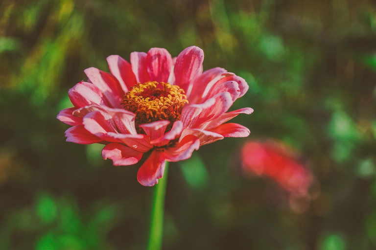 GREY MOSS : apple picking at evans orchard! more photos in the journal! https://greymoss.com/apple_picking_at_evans_orchard