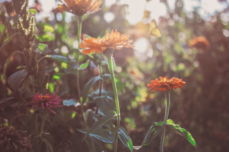 GREY MOSS : apple picking at evans orchard! more photos in the journal! https://greymoss.com/apple_picking_at_evans_orchard
