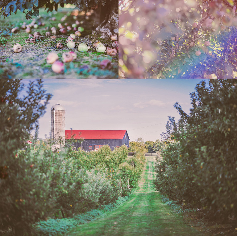 GREY MOSS : apple picking at evans orchard! more photos in the journal! https://greymoss.com/apple_picking_at_evans_orchard