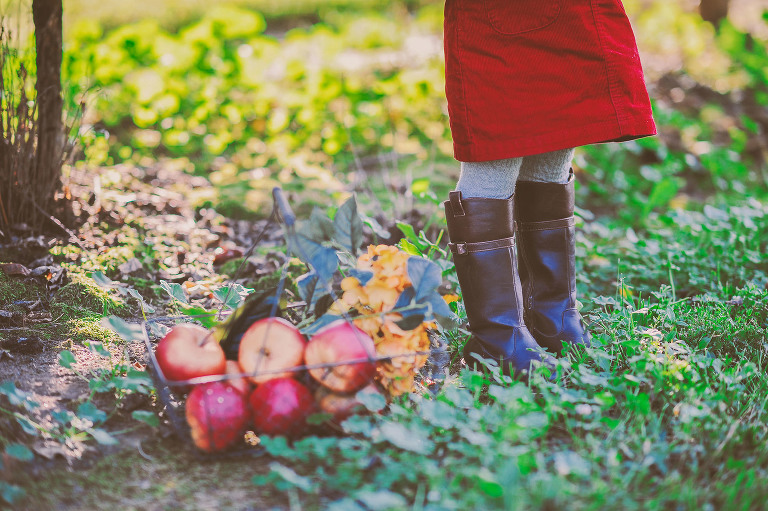 GREY MOSS : apple picking at evans orchard! more photos in the journal! https://greymoss.com/apple_picking_at_evans_orchard