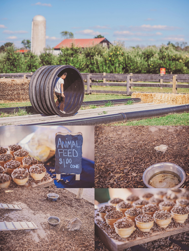 GREY MOSS : apple picking at evans orchard! more photos in the journal! https://greymoss.com/apple_picking_at_evans_orchard