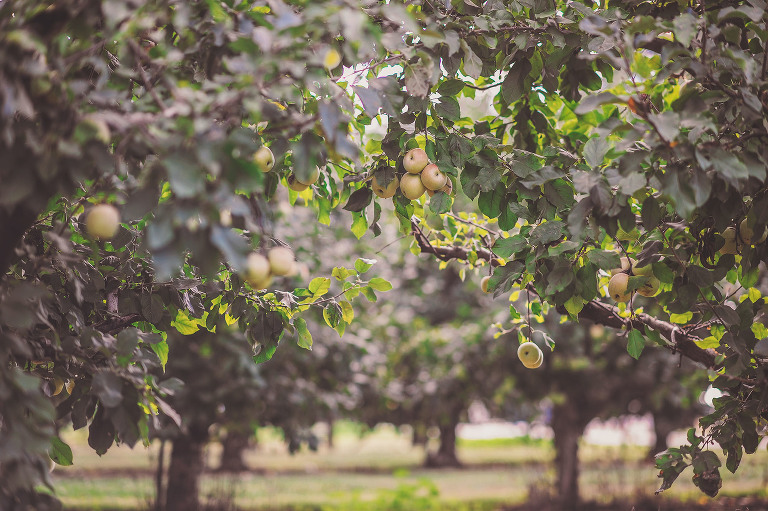 GREY MOSS : apple picking at evans orchard! more photos in the journal! https://greymoss.com/apple_picking_at_evans_orchard