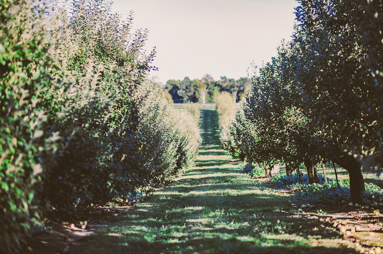 GREY MOSS : apple picking at evans orchard! more photos in the journal! https://greymoss.com/apple_picking_at_evans_orchard