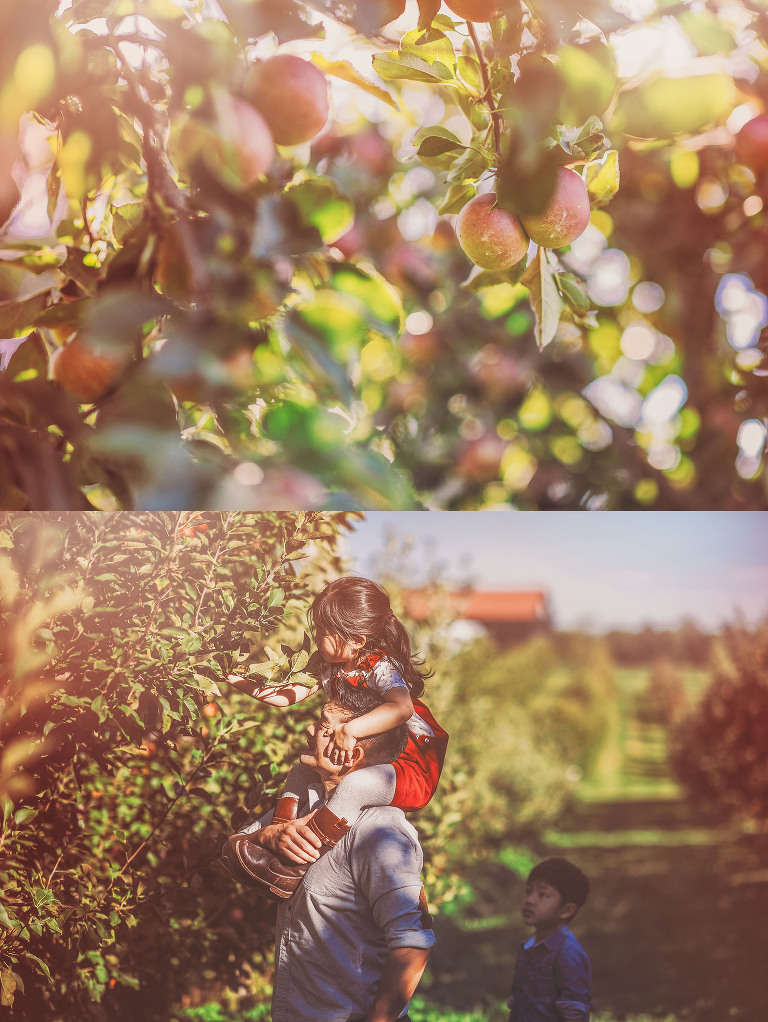 GREY MOSS : apple picking at evans orchard! more photos in the journal! https://greymoss.com/apple_picking_at_evans_orchard