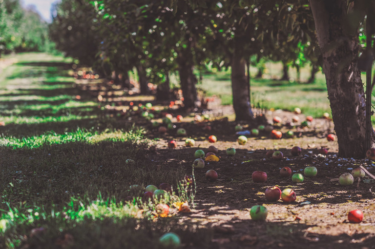 GREY MOSS : apple picking at evans orchard! more photos in the journal! https://greymoss.com/apple_picking_at_evans_orchard