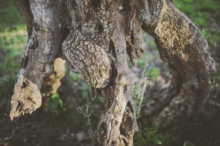 GREY MOSS : christmas in rome! more photos in the journal! https://greymoss.com/christmas-in-rome-part-six