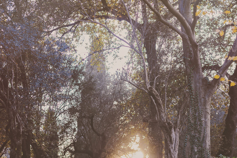 GREY MOSS : christmas in rome! more photos in the journal! https://greymoss.com/christmas-in-rome-part-six