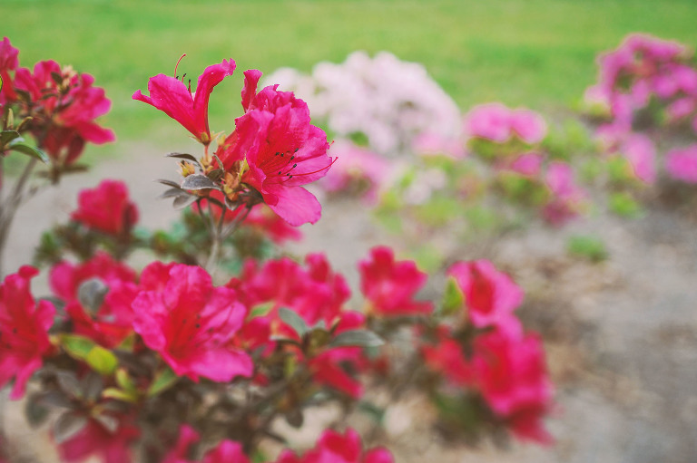 GREY MOSS : pink flowers & buzz lightyear! more photos in the journal! https://greymoss.com/pink-flowers-buzz-lightyear