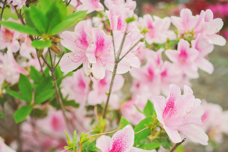 GREY MOSS : pink flowers & buzz lightyear! more photos in the journal! https://greymoss.com/pink-flowers-buzz-lightyear