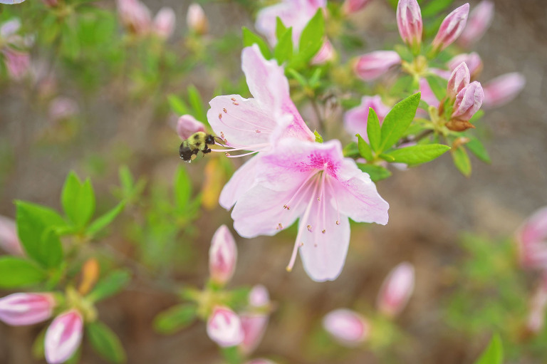 GREY MOSS : pink flowers & buzz lightyear! more photos in the journal! https://greymoss.com/pink-flowers-buzz-lightyear