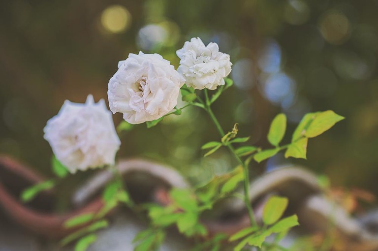 GREY MOSS : summer in provence! more photos in the journal! https://greymoss.com/summer-in-provence-part-one/