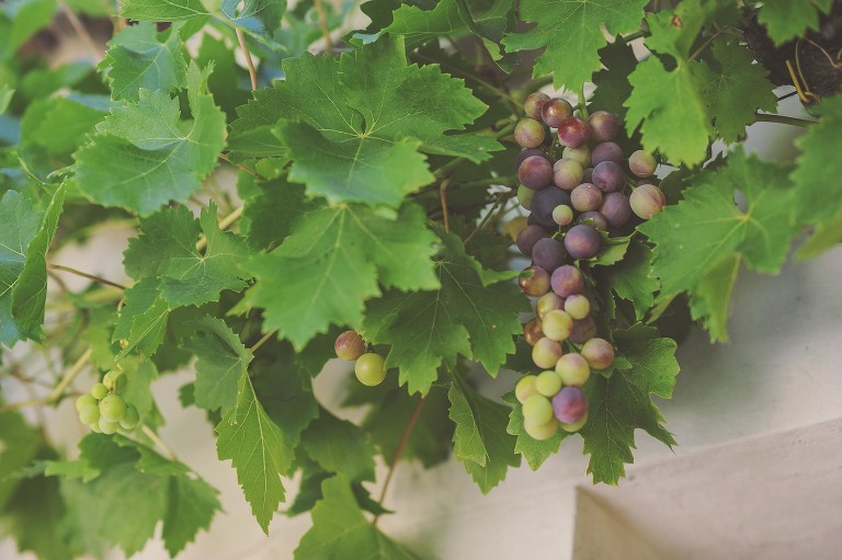 GREY MOSS : summer in provence! more photos in the journal! https://greymoss.com/summer-in-provence-part-one/