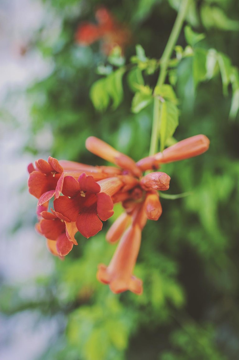 GREY MOSS : summer in provence! more photos in the journal! https://greymoss.com/summer-in-provence-part-one/